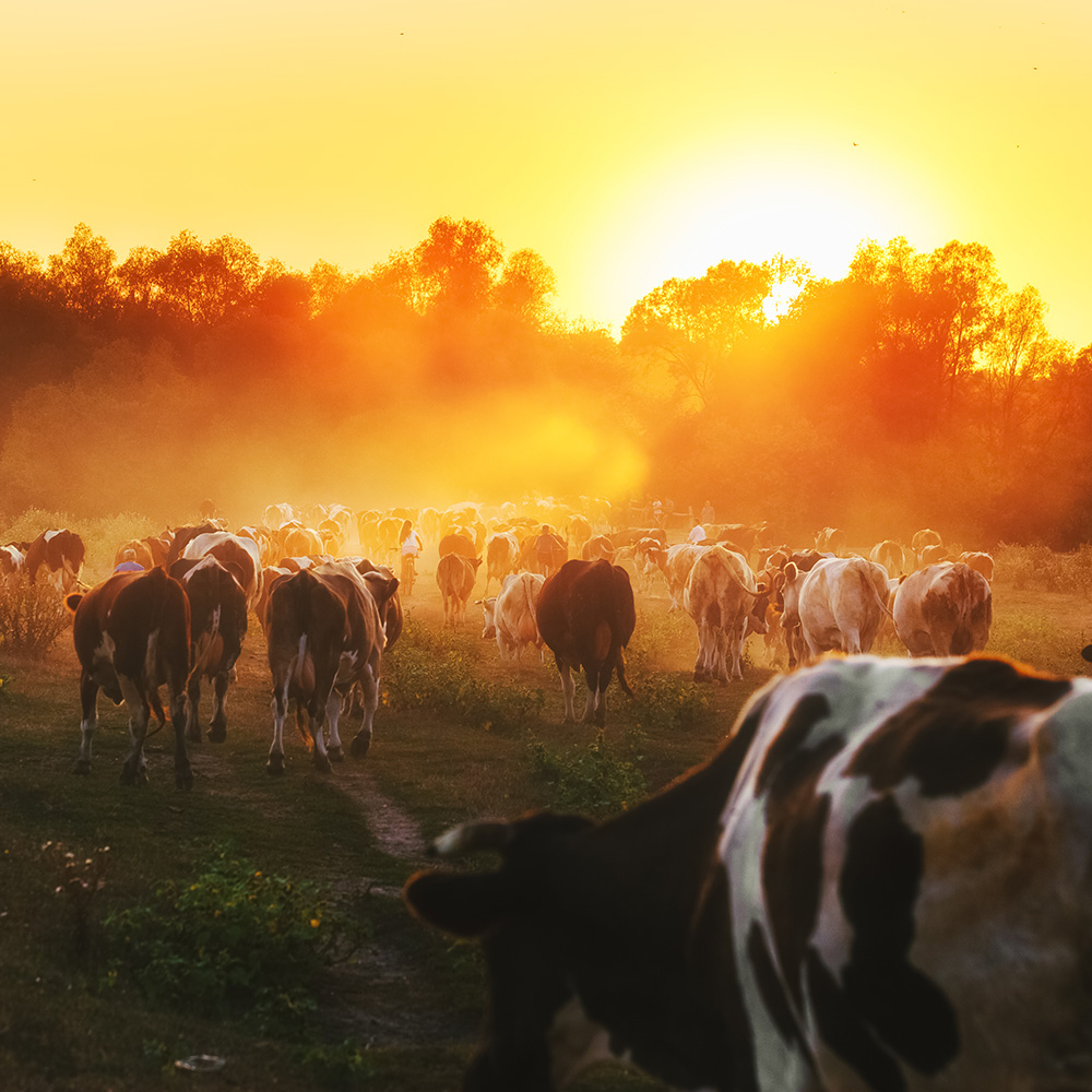 Livestock_Health_1000x1000 Landfill Odor